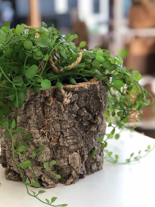 Virgin Cork Planter Pot